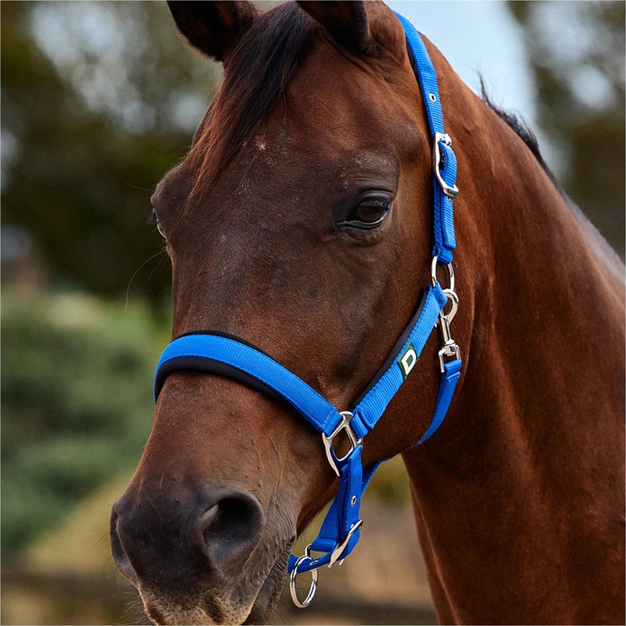 2026 Dublin Neo Comfort Headcollar 1031035 - Cobalt